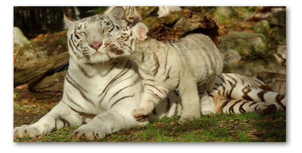 Akrilkép Tigers