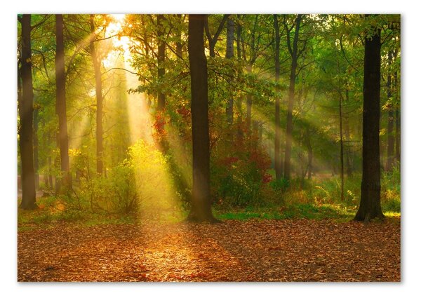 Akril üveg kép Forest a nap