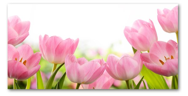 Akrilkép Rózsaszín tulipánok