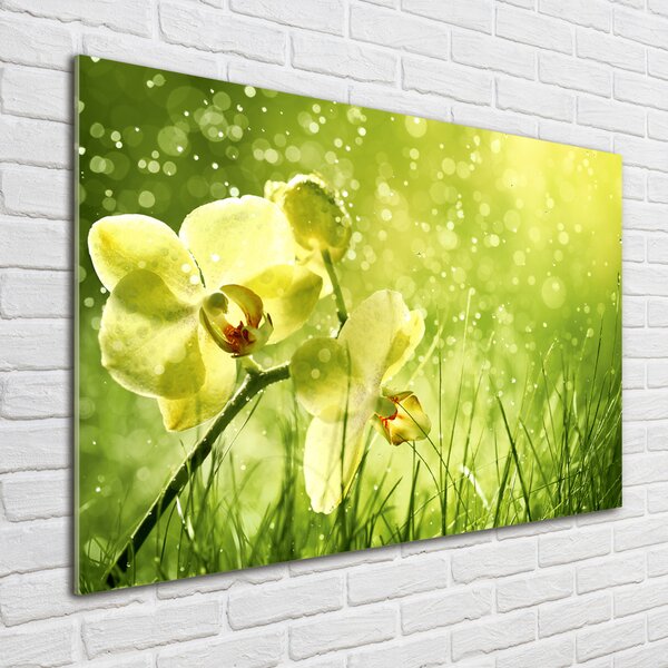 Akrilkép Orchidea