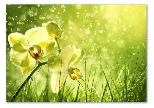 Akrilkép Orchidea