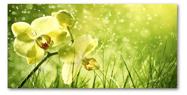 Akrilkép Orchidea
