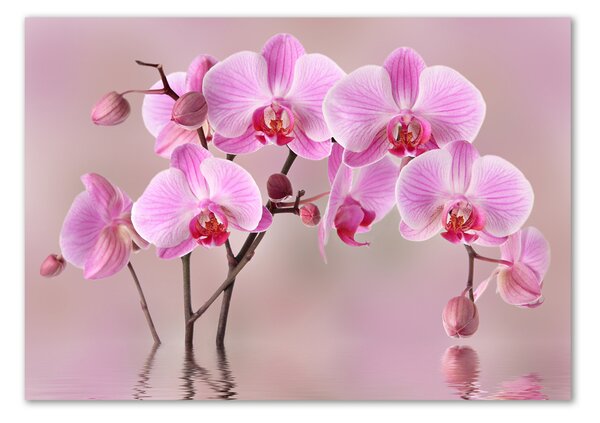 Akrilkép Rózsaszín orchidea