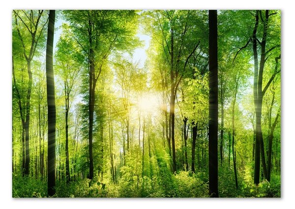 Akril üveg kép Forest a nap