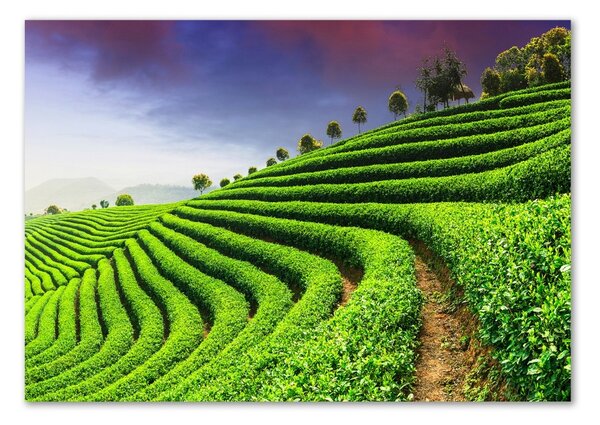 Akril üveg kép Tea ültetvény