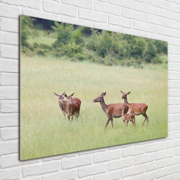 Akrilkép Deer fiatal