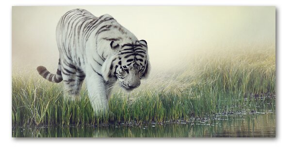 Akrilkép Fehér tigris