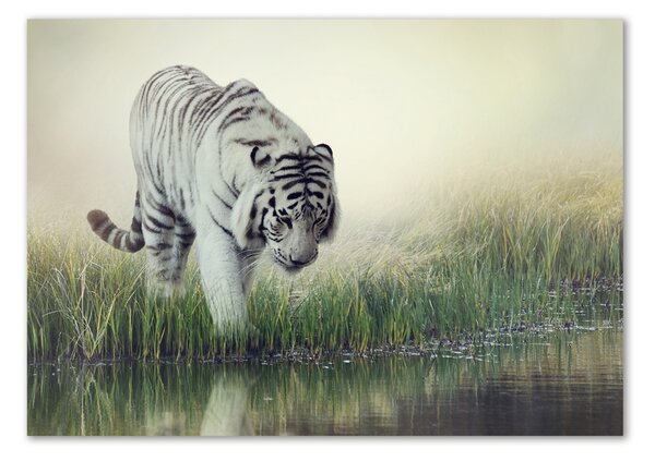 Akrilkép Fehér tigris