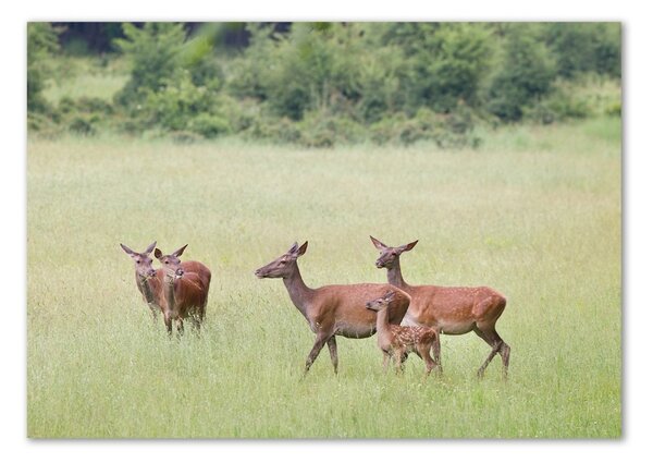 Akrilkép Deer fiatal