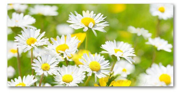 Akrilkép Margaréták
