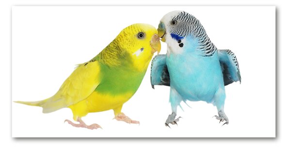 Akrilkép Budgies
