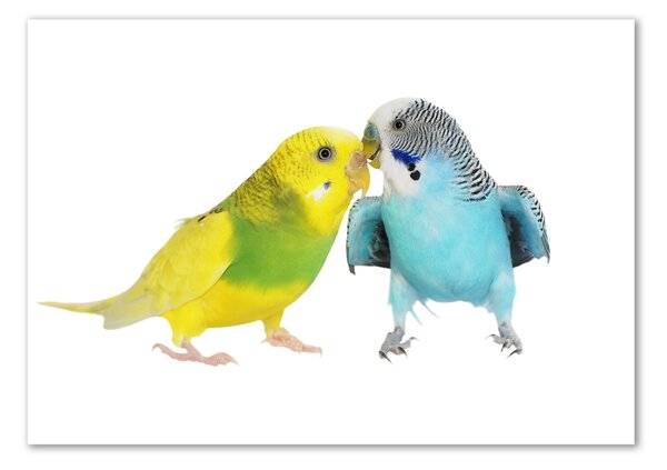 Üvegkép Budgies