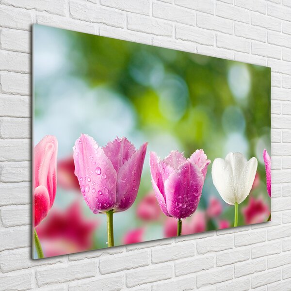Akrilkép Tulipán