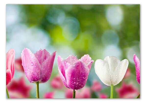 Akrilkép Tulipán