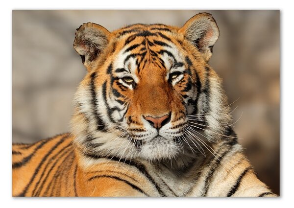 Akrilkép Bengáli tigris