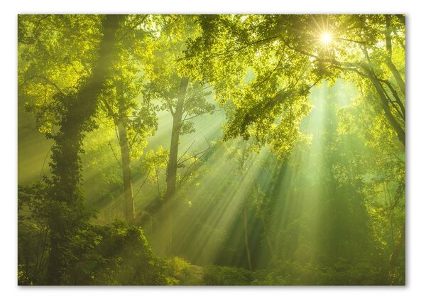 Akril üveg kép Forest a nap