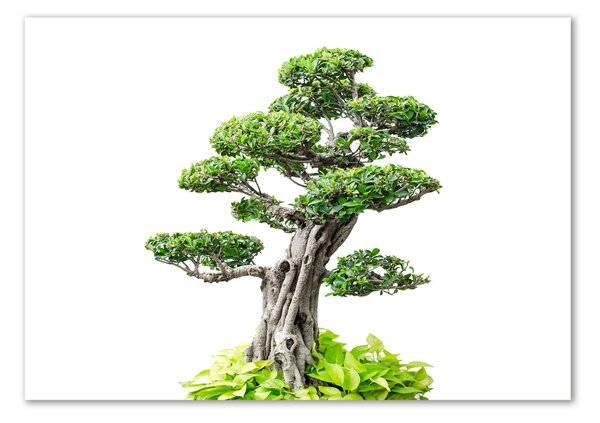 Egyedi üvegkép Bonsai fa