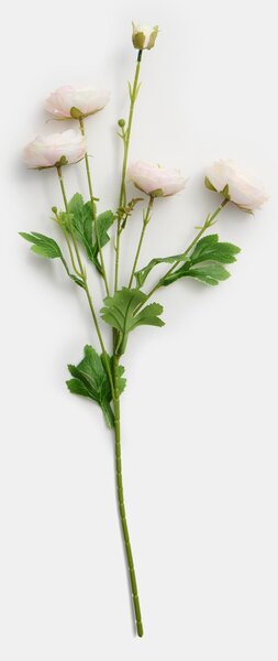 Sinsay - Dísznövény - pünkösdi rózsa - pasztellpink