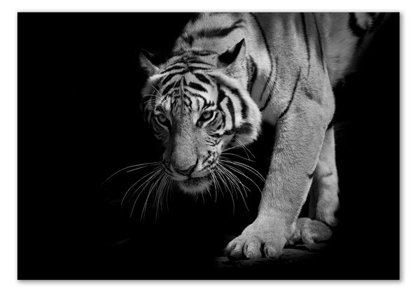 Üvegkép Tigris