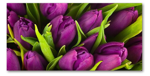 Akrilkép Lila tulipánok
