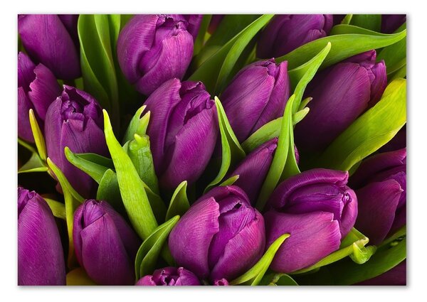 Akrilkép Lila tulipánok