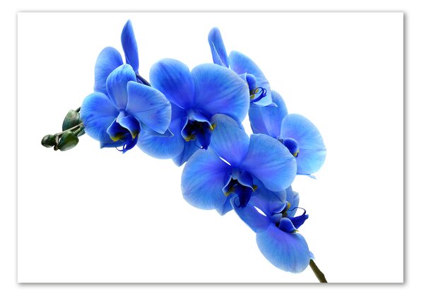 Akrilkép Kék orchidea