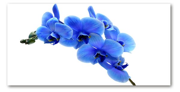 Akrilkép Kék orchidea