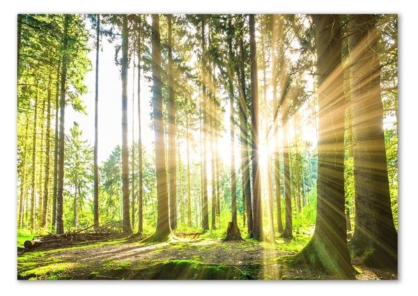 Akrilüveg fotó Forest a nap