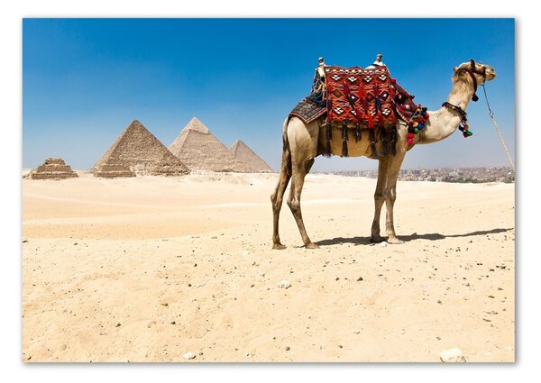 Akrilkép Camel kairóban