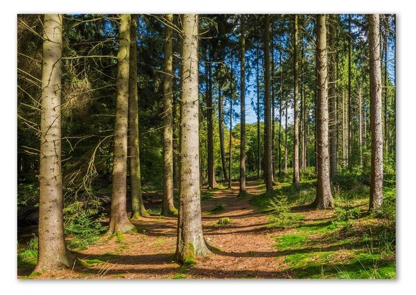Akrilüveg fotó Panorama erdő