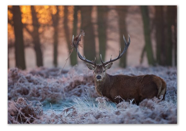 Akrilkép Deer napkelte