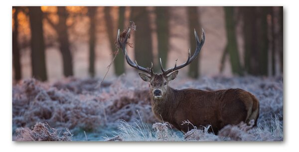 Akrilkép Deer napkelte