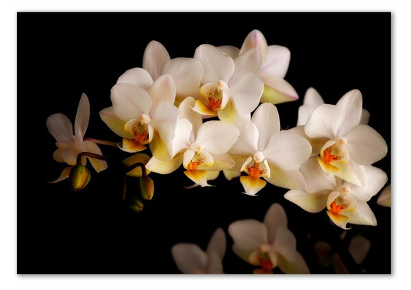 Egyedi üvegkép Orchidea