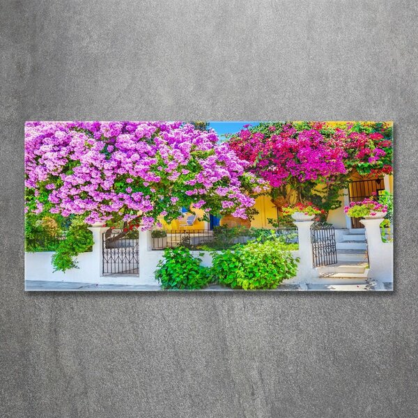 Akrilkép Ház bougainvillea