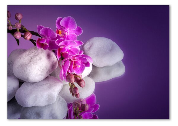 Akrilkép Orchidea