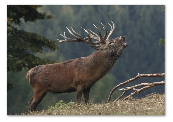 Akrilkép Deer a hegyen