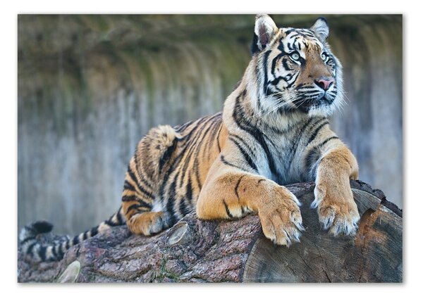 Akrilkép Tigris