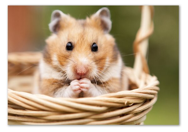 Üvegkép Hamster a kosárban