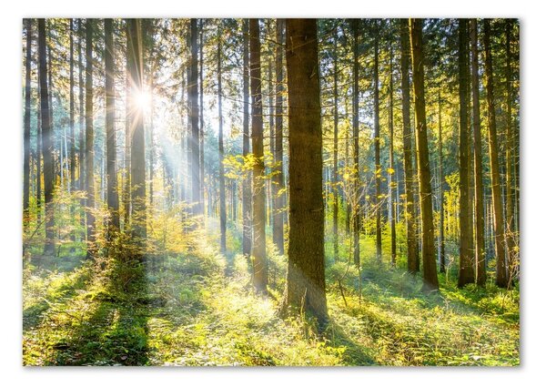 Akrilüveg fotó Forest a nap