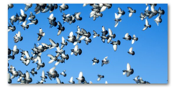Akrilkép Flock a galambok
