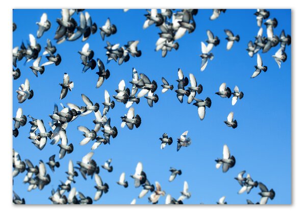 Üvegkép Flock a galambok