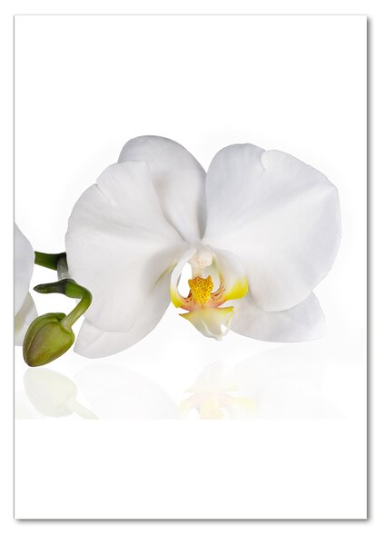 Egyedi üvegkép Fehér orchidea