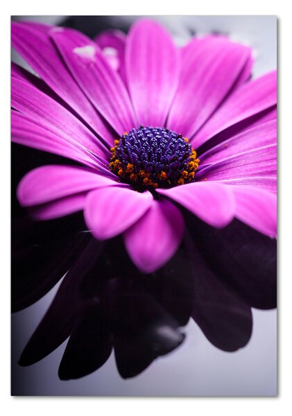 Egyedi üvegkép Rózsaszín gerbera