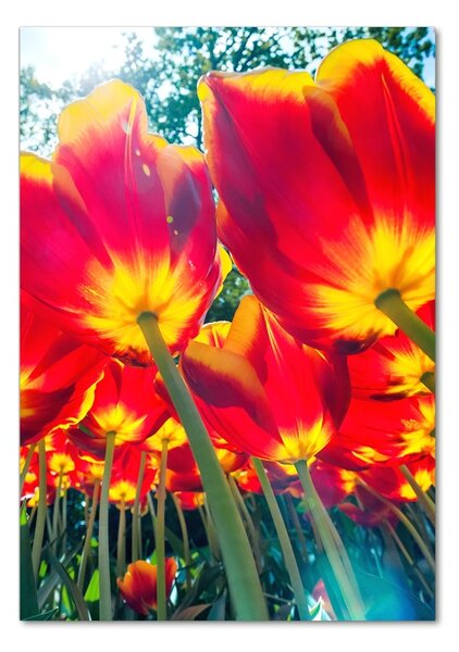 Egyedi üvegkép Piros tulipánok