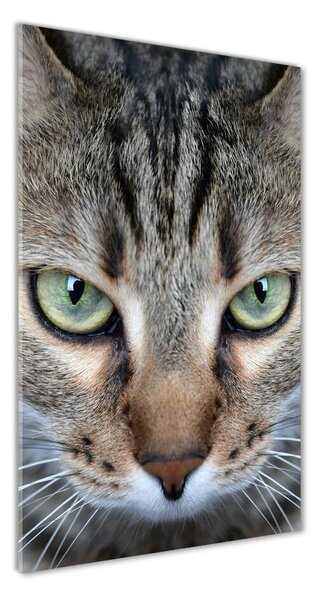 Üvegkép Macska szemek