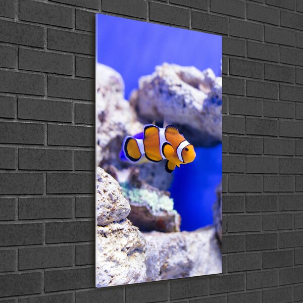 Üvegkép Nemo hal