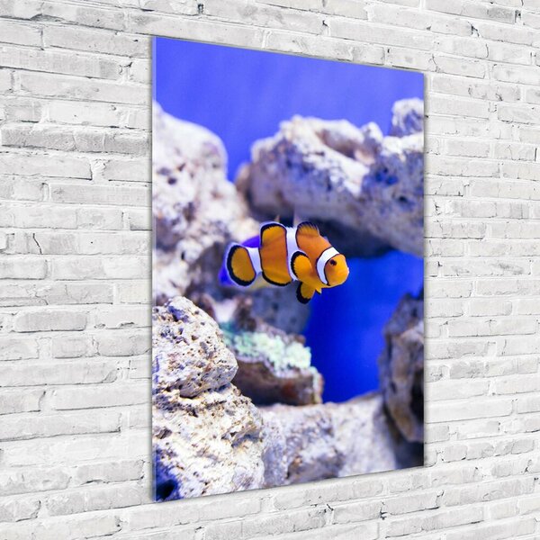 Üvegkép Nemo hal
