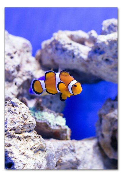 Üvegkép Nemo hal