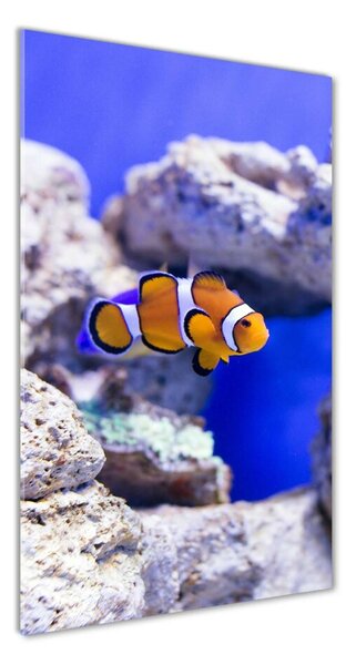 Üvegkép Nemo hal