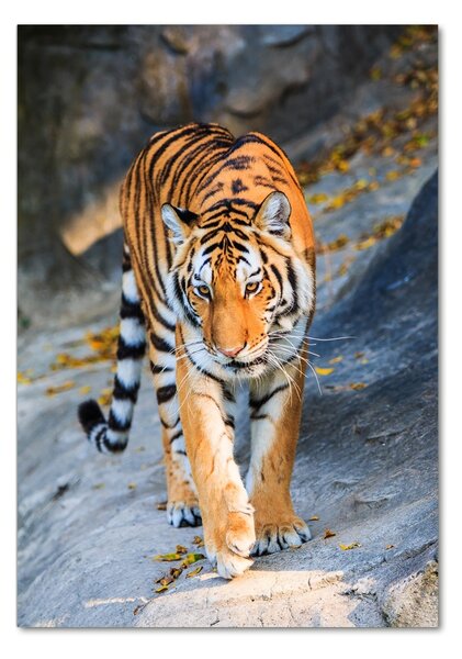 Üvegkép Tigris